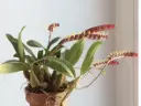Mugulleht (Bulbophyllum falcatum album)