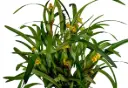 Muutlik lõugkäpp (Maxillaria variabilis )