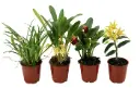 Orhidee mix 1v 6cm/10cm