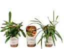 Orhidee mix korgil 1v P10/10cm