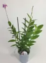 Puupäälik (Epidendrum) 'Ballerina rosa'