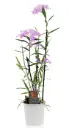 Puupäälik (Epidendrum) 'Panama' 1-4v P9/30cm