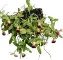 Puupäälik (Epidendrum) 'Porpax'