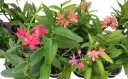 Puupäälik (Epidendrum) 'Test' 1-4v P9/30cm