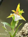Puupäälik (Epidendrum) 'polybulbon Kork'