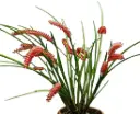 Puusaba (Dendrochilum) 'Wenzellii'