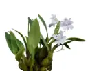 Puuõis (Dendrobium) 'Abberrans'