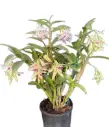 Puuõis (Dendrobium) 'Amethystoglossum K'