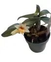 Puuõis (Dendrobium) 'Bellatulum'
