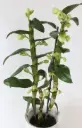 Puuõis (Dendrobium) 'Hybride grün'