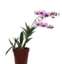 Puuõis (Dendrobium) 'Rainbow'