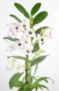 Puuõis (dendrobium) 'Diamond' 2v P12/45cm