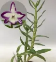 Puuõis (dendrobium) 'Hamaka Lake Prism' P12/45cm