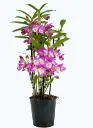 Puuõis (dendrobium) 'Lucky girl Dunkelrosa' P12/45cm