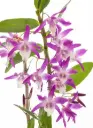 Puuõis (dendrobium) 'Rainbow dance' P12/45cm
