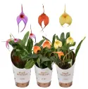 Pöialpaslik (masdevallia) P10cm/10cm