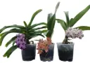 Sabakäpp mix (Rhynchostylis)