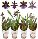Sinikäpp (Zygopetalum) 'Louisendorf' 1v P12/40cm