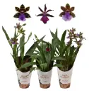 Sinikäpp (Zygopetalum) mix 2v P12/45cm 