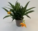 Templikäpp (Promenea Orange)