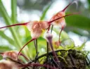 Tondipale (Dracula ssp H)