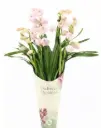 Tsümbiidium ''Exclusiva Orchideal' mix 4v P12