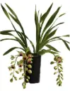 Tsümbiidium 'Jaina' 3-4v P14/60cm