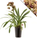 Tsümbiidium 'Magic Vogel' 3v P14/60cm