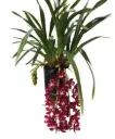 Tsümbiidium 'Prem' 2v P14/60cm