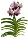 Vanda 'Divana Antique Mauwe Plum'