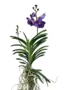Vanda 'Lavender Sprinkle'  