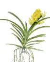 Vanda 'Lemon Gold'