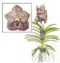 Vanda 'Ocelot Mocha' 