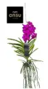 Vanda 'Tayanee Cerise' 