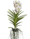 Vanda Ansu 'Diamond White'  