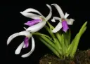 Vanilliõrnik (Leptotes bicolor)