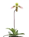 Veenuseking (Paphiopedilum) 'Appletonianum hainanense' 1v