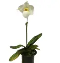 Veenuseking (Paphiopedilum) 'Armeni White'