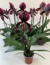 Veenuseking (Paphiopedilum) 'Bingleyense' 1v P11/35cm