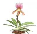 Veenuseking (Paphiopedilum) 'Charlesworthii x Maudiae coloratum'