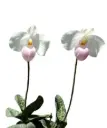 Veenuseking (Paphiopedilum) 'Delenatii'
