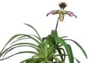 Veenuseking (Paphiopedilum) 'Esquirolei Hybr'2v