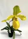Veenuseking (Paphiopedilum) 'Golddollar'