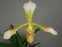 Veenuseking (Paphiopedilum) 'Goliath x haynaldyanum' 1v P11/40cm
