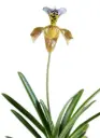 Veenuseking (Paphiopedilum) 'Gratrixianum Christensianum'