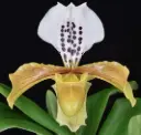 Veenuseking (Paphiopedilum) 'Gratrixianum Daoense'