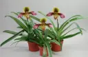 Veenuseking (Paphiopedilum) 'Hans Strahl Hybride'