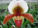 Veenuseking (Paphiopedilum) 'Harbur Comet' 1v P11/45cm