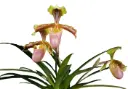 Veenuseking (Paphiopedilum) 'Hermannii'