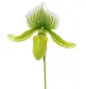 Veenuseking (Paphiopedilum) 'Maudiae x holdenii x Supers' 1v P11/40cm